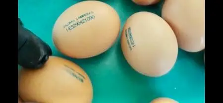 Marcaje huevos con inyección de tinta TIJ equipos Anser Marcaje huevos con inyección de tinta TIJ equipos Anser